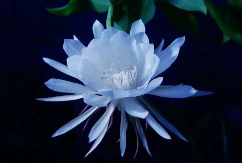 昙花怎么晒干？