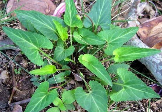 犁頭草每天能泡水喝嗎