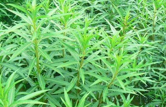 赶黄草不适宜人群