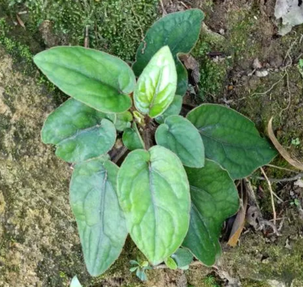 杏香兔耳风的功效
