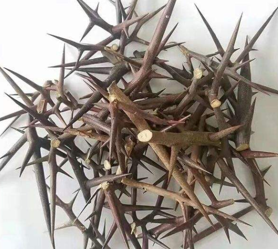 皂角刺的功效与作用点