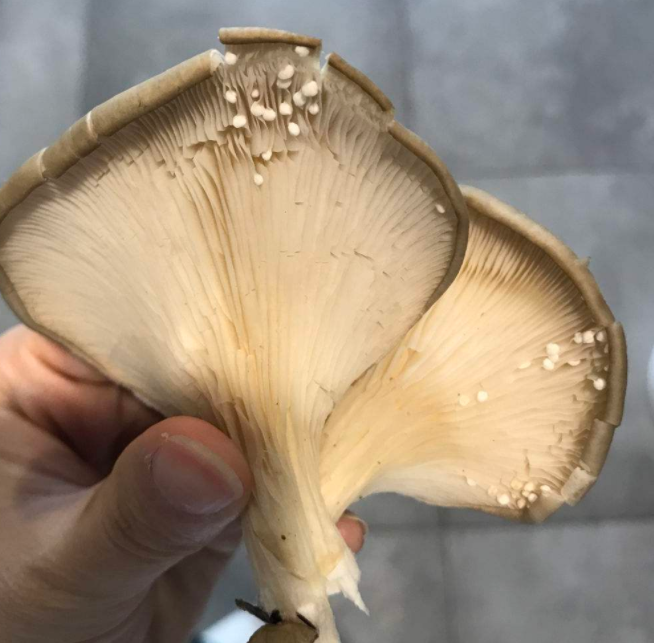 蘑菇长白毛了还能吃吗 平菇发霉了还可以吃吗