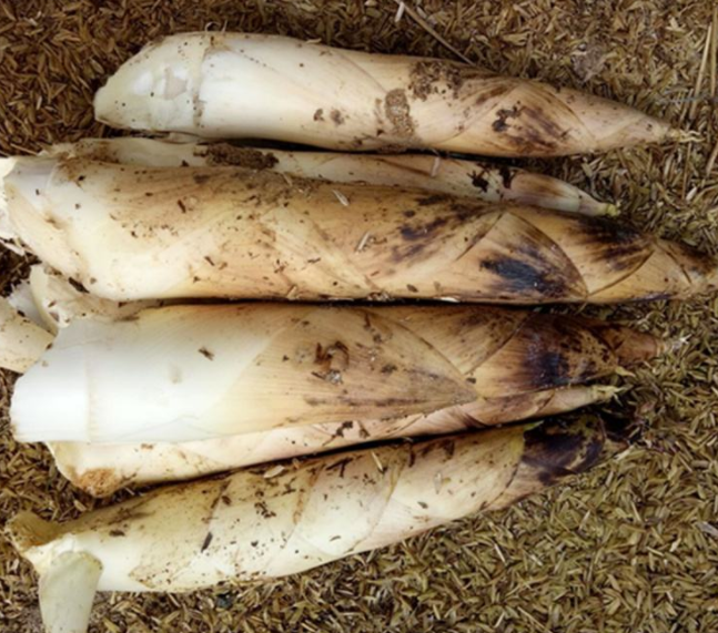 养肝护肝的食物 7种菜养肝护阳