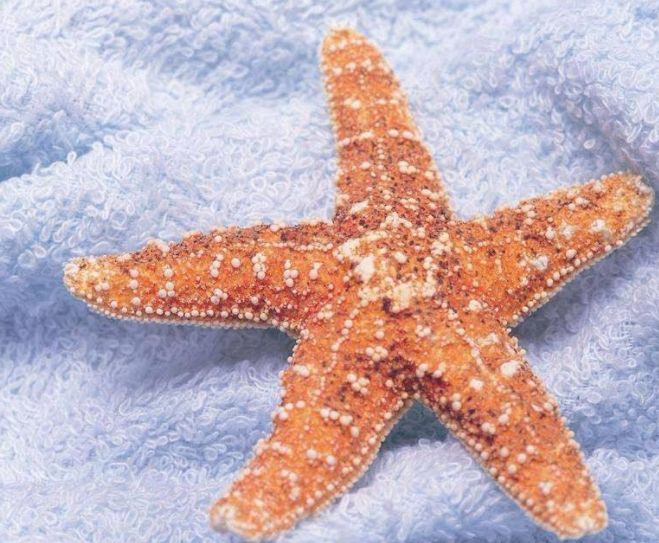 海星的营养价值 别误吃