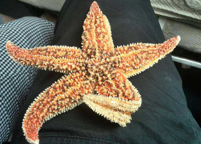 海星要如何煲汤更健康？