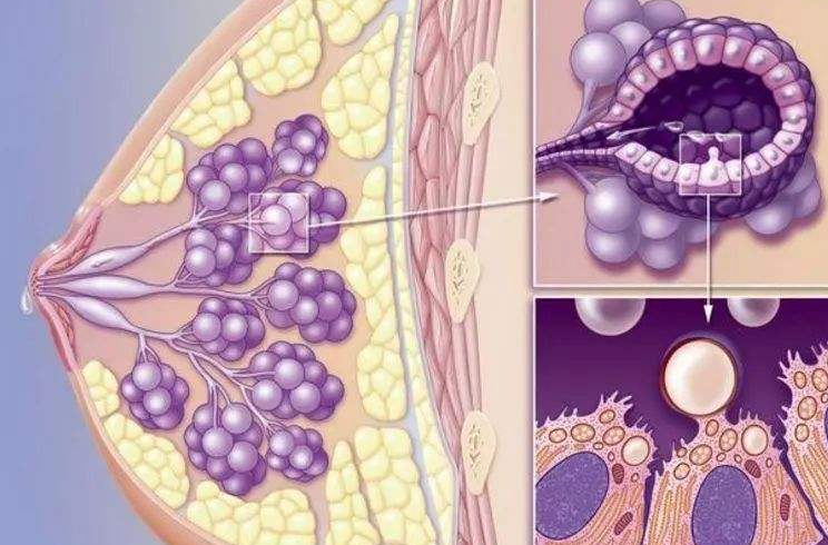 乳腺增生发病高，不如来看看中医的食疗秒方！