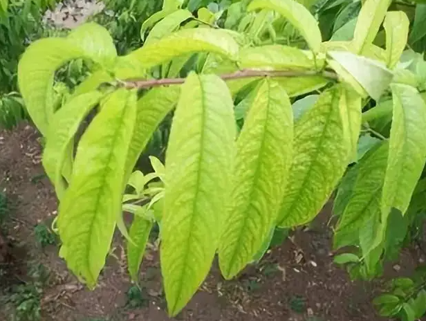 桃树叶的功效与作用 桃树叶的注意事项