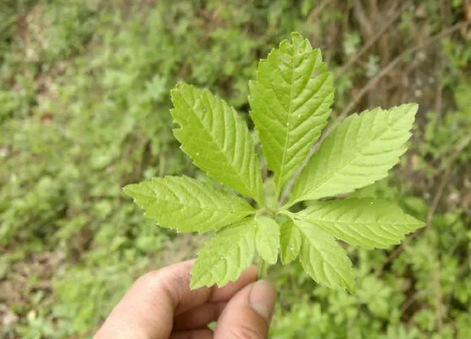 七葉絞股藍和五葉絞股藍的區別 正常人可以喝絞股藍泡水嗎