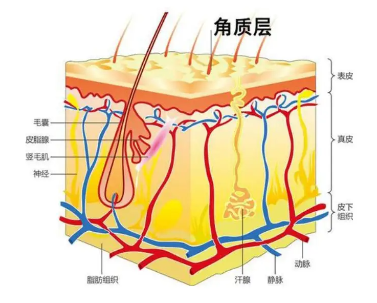 角质层薄如何修复 角质层太薄怎么办