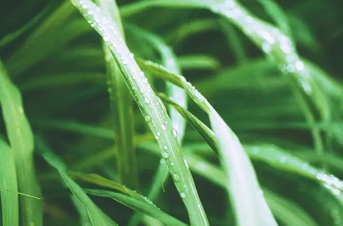 柠檬草是香茅草吗 柠檬草茶怎么做窍门