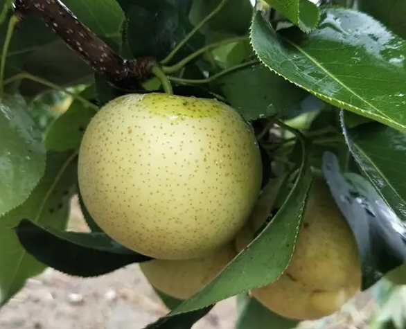 肺炎该吃什么最好 肺炎吃什么食物调理