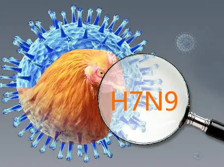 h7n9禽流感怎么预防 预防h7n9禽流感的有效方法