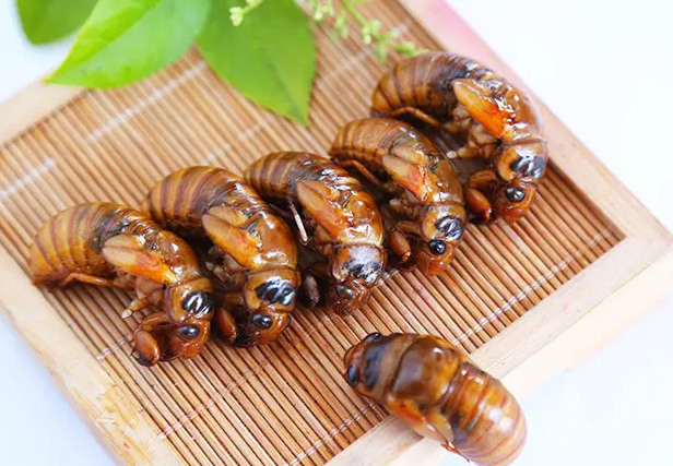 蝉蛹的功效与作用及禁忌