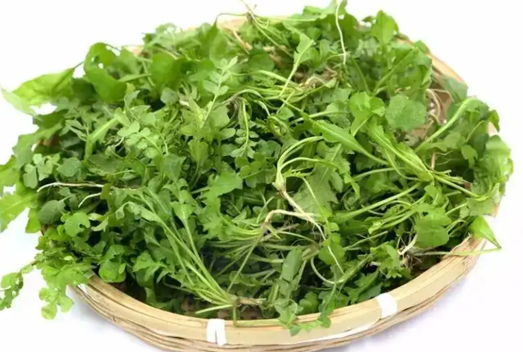 荠菜的功效与作用有哪些