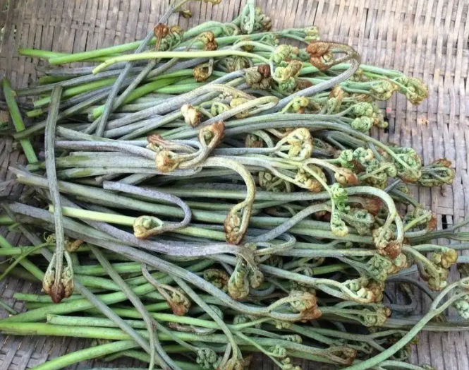 蕨菜有什么功效作用及危害