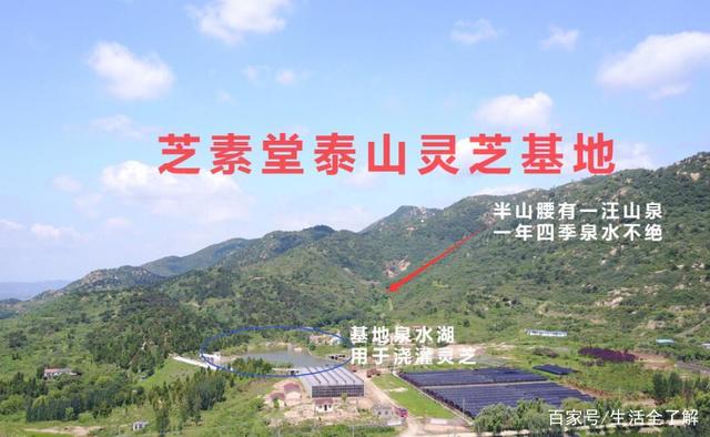 芝素堂灵芝孢子粉是正规厂家吗？