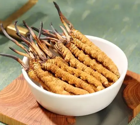 虫草的功效与作用及营养