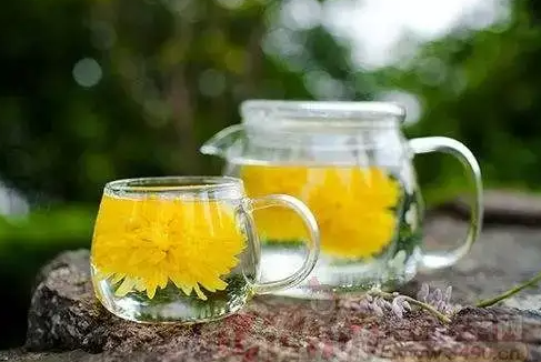 菊花茶的泡法