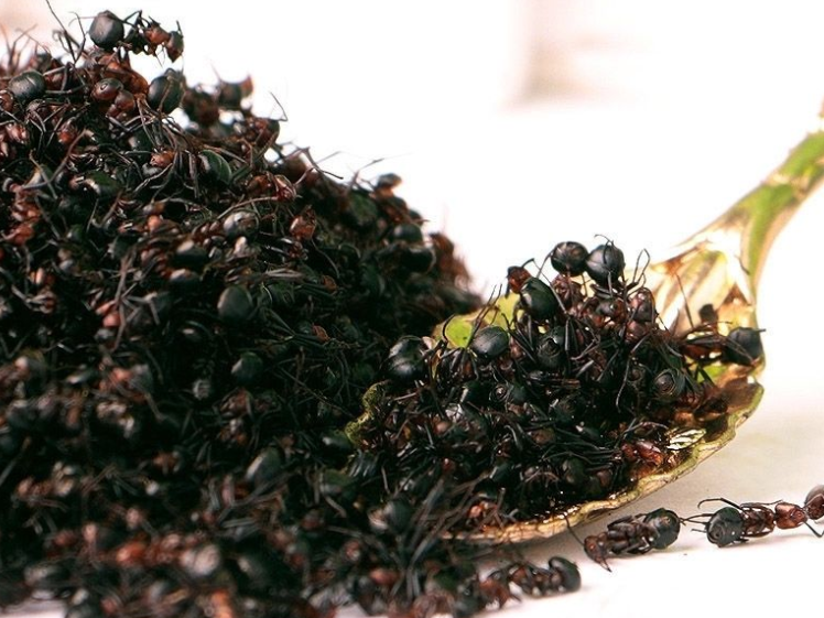 黑蚂蚁的功效与作用 黑蚂蚁泡酒的功效与作用是什么