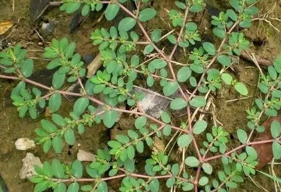 奶浆草的作用 奶浆草的功效与禁忌