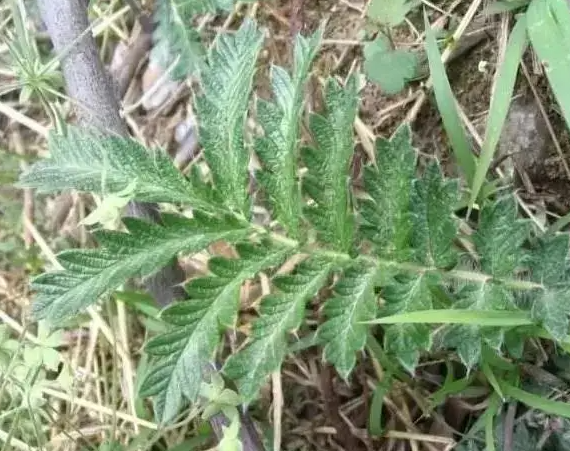 来马回草的主治功能有哪些 来马回草治什么病