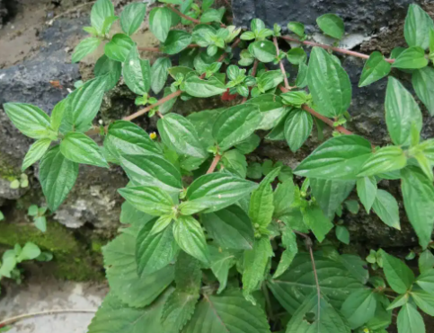 雾水婆草药图片