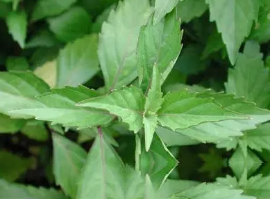 中草药倒扣草的功效和作用 倒扣草治疗什么妇科病