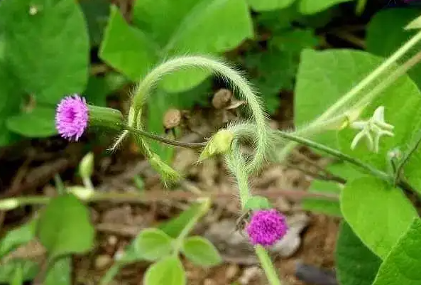 羊蹄草的功效与作用 羊蹄草能治什么病呢