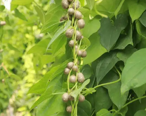山药藤的功效与作用 山药藤能吃吗