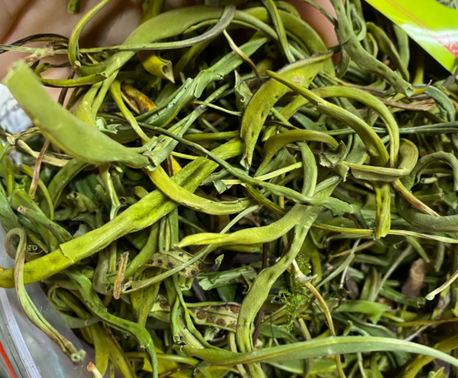 肾经草的功效与作用 肾经草和什么泡水喝最好