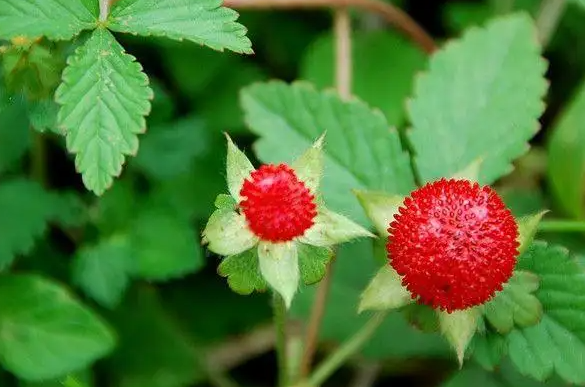 蛇莓的功效 蛇莓的禁忌有哪些