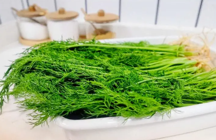 女人吃茴香苗有什么好处 茴香苗的功效与作用禁忌
