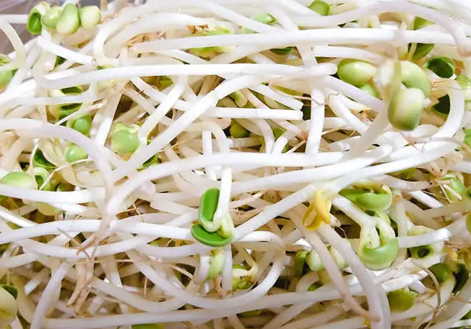 多吃哪些食物更有利于减肥？冬季减肥要多吃绿豆芽