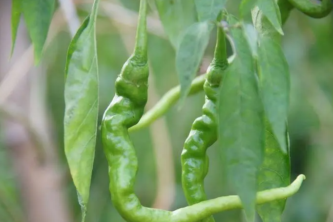 生吃这6种蔬菜能让你快速瘦身 快快吃起来变瘦