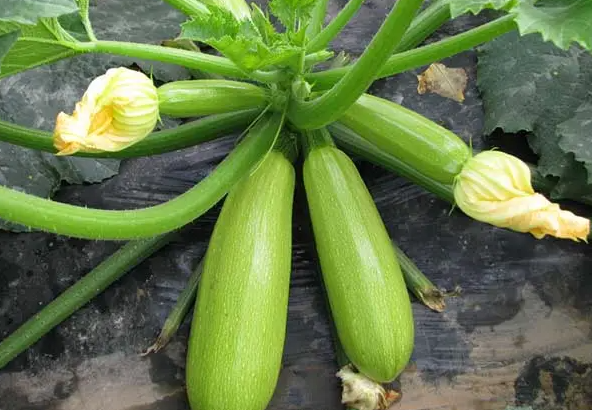 减肥时多吃这6种食物能刮油 让你轻松瘦