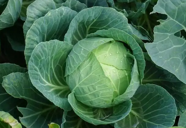 冬季吃什么减肥最快 10种食物饱腹又消脂