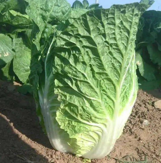冬季减肥要多吃这4种蔬菜