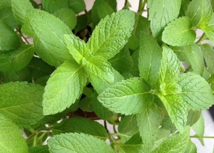 春季吃哪些食物最减肥?这4种美食减肥效果更佳