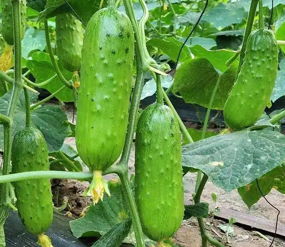黄瓜对减肥有什么作用？黄瓜对减肥的三大作用