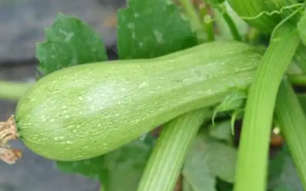 吃什么蔬菜可以减肥?六大蔬菜加速燃脂