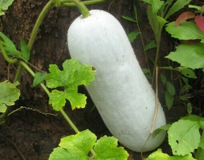 减肥吃什么好 推荐7种减肥瘦身食物