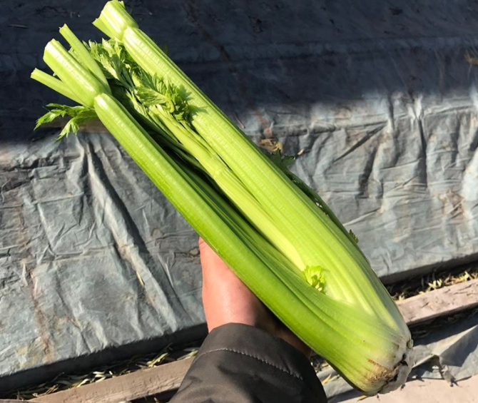 五种瘦脸食谱,让你吃出“V”型脸