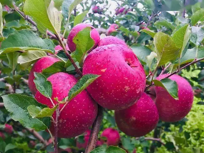 早餐只吃苹果减肥好吗?