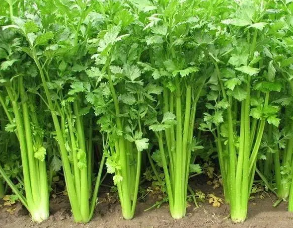 为什么高纤维食物可以减肥？有哪些高纤维减肥食物？