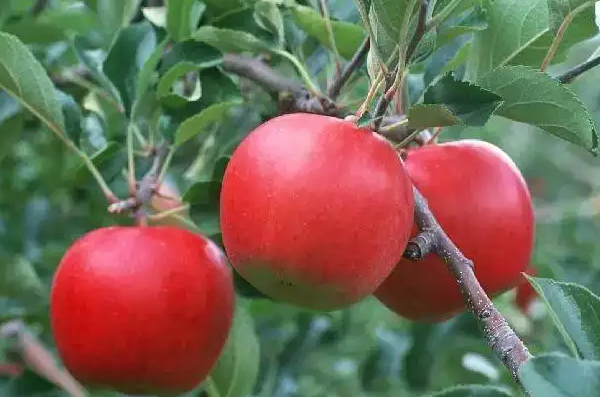 有猛吃不会肥的食物吗?哪些食物可以帮我们减肥?