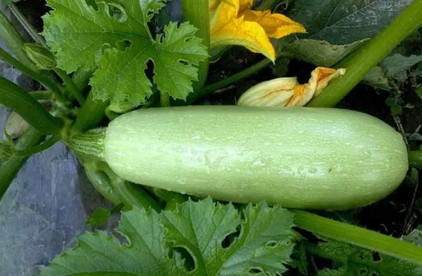 4种低热量高营养蔬菜 排毒瘦身除便秘