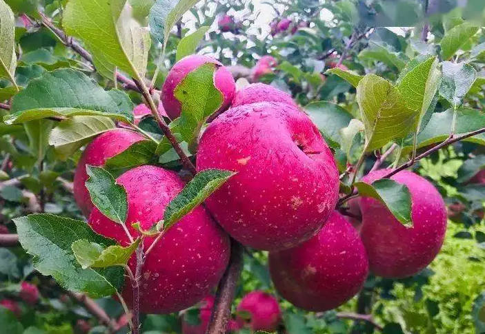 减肥早餐吃什么最有效 4款食谱轻松燃脂hold住体重