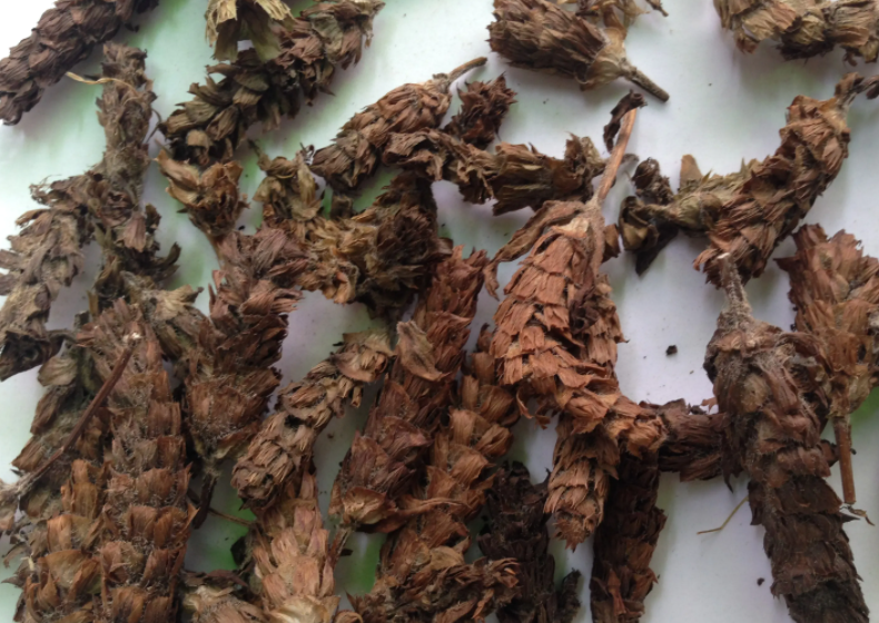 有肾病的人长时间吃夏枯草行吗 夏枯草的功效与作用及禁忌?