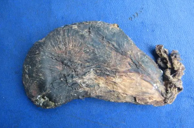 熊胆的功效与作用？熊胆应该怎么吃?