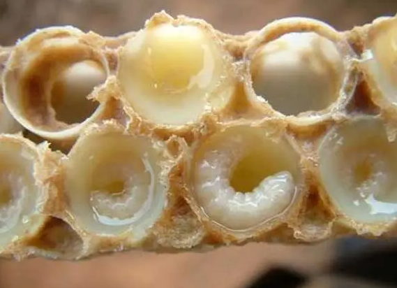 蜂王胎怎么吃效果最好的 蜂王胎是热性还是凉性